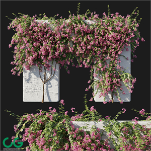 Bougainvillea